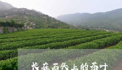 长在石头上的茶叶/2023032634958