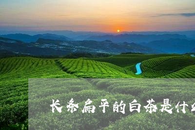 长条扁平的白茶是什么茶/2023032956161