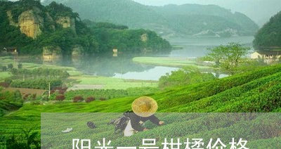 阳光一号柑橘价格/2023032537492