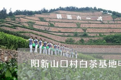 阳新山口村白茶基地电话/2023032903167