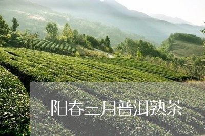 阳春三月普洱熟茶/2023032960494