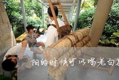 阳的时候可以喝老白茶吗/2023032974138