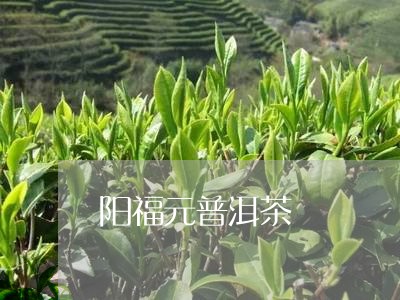 阳福元普洱茶/2023040123628