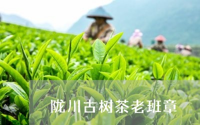 陇川古树茶老班章/2023032907473