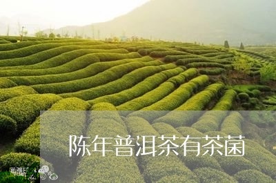 陈年普洱茶有茶菌/2023041192915