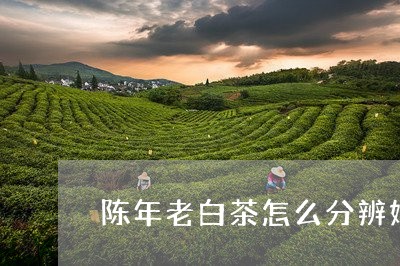 陈年老白茶怎么分辨好坏/2023032918491