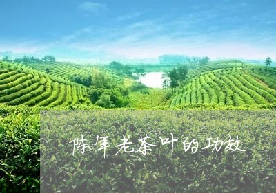 陈年老茶叶的功效/2023032506251