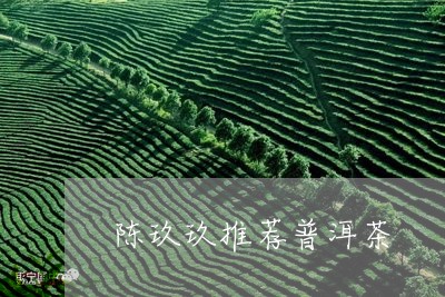 陈玖玖推荐普洱茶/2023040976057