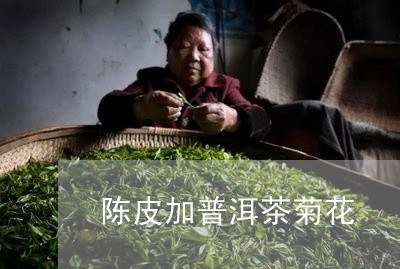 陈皮加普洱茶菊花/2023041380817