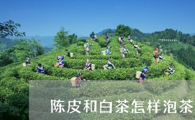 陈皮和白茶怎样泡茶好呢/2023032931637