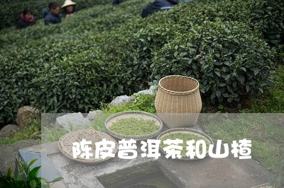 陈皮普洱茶和山楂/2023041386173