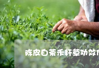 陈皮白茶禾秆草功效作用/2023032938371