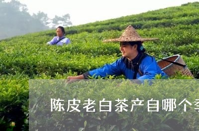 陈皮老白茶产自哪个季节/2023032994705