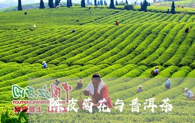 陈皮菊花与普洱茶/2023041273827