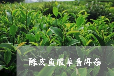 陈皮鱼腥草普洱茶/2023041370684