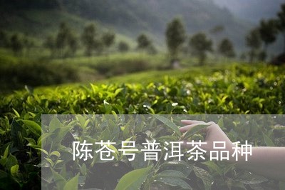 陈苍号普洱茶品种/2023031648271