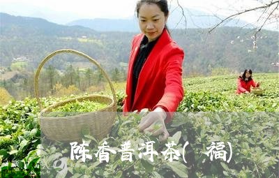 陈香普洱茶(福)/2023041009380