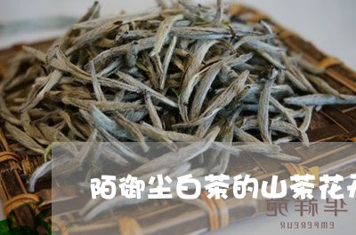 陌御尘白茶的山茶花开时/2023032903848