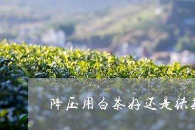 降压用白茶好还是绿茶好/2023032972915