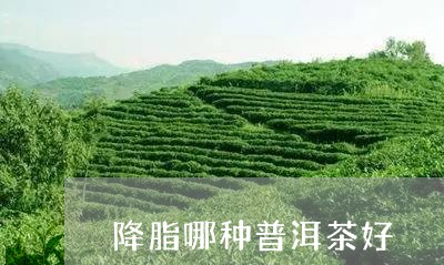 降脂哪种普洱茶好/2023041165359