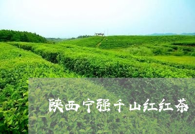 陕西宁强千山红红茶/2023031912947