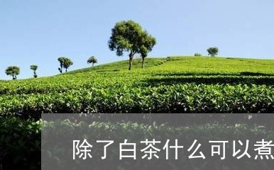 除了白茶什么可以煮茶叶/2023032983627