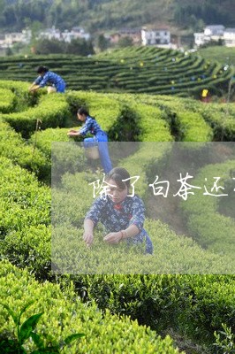 除了白茶还有哪些茶不苦/2023032905150