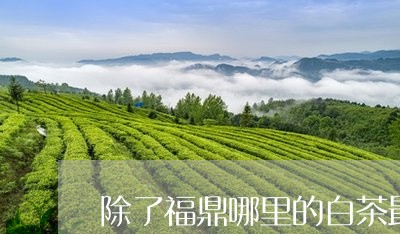 除了福鼎哪里的白茶最好/2023032994958