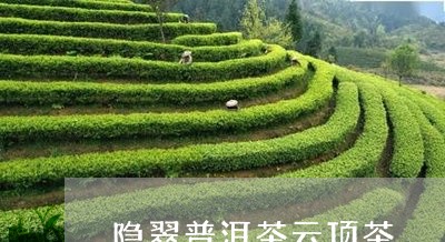 隐翠普洱茶云顶茶/2023041137059