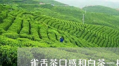 雀舌茶口感和白茶一样吗/2023032991837