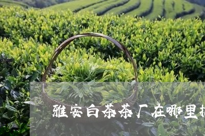 雅安白茶茶厂在哪里批发/2023032928290