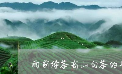 雨前绿茶高山白茶的功效/2023032937282