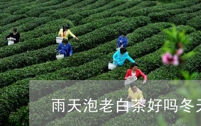 雨天泡老白茶好吗冬天喝/2023032939516