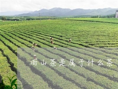 雨山茶是属于什么茶/2023041561805