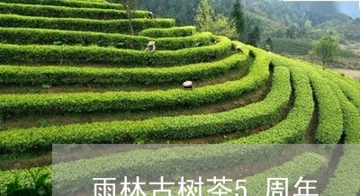 雨林古树茶5周年/2023032687160