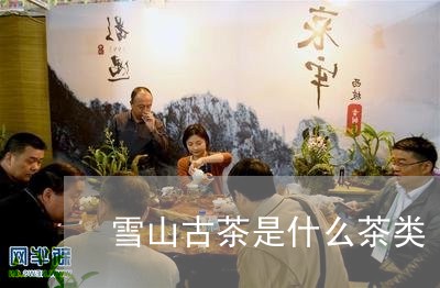 雪山古茶是什么茶类/2023041724845