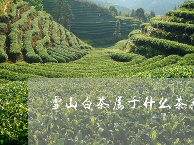 雪山白茶属于什么茶系列/2023032982716