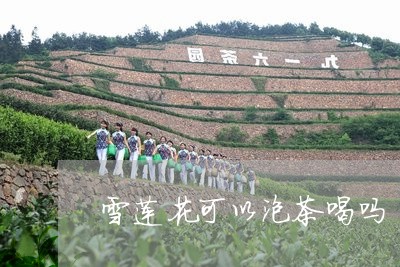 雪莲花可以泡茶喝吗/2023041692047