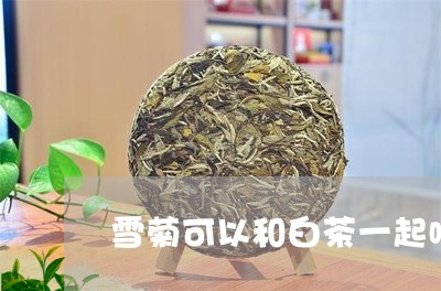 雪菊可以和白茶一起喝吗/2023032953825