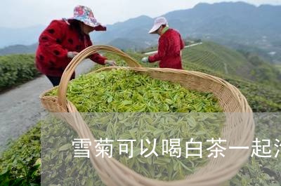 雪菊可以喝白茶一起泡吗/2023032985836