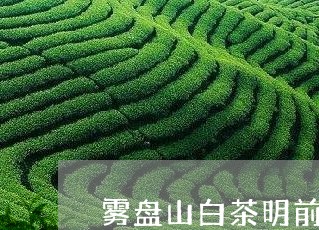 雾盘山白茶明前特级茶叶/2023032951625