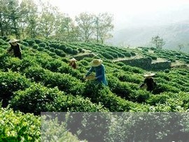 雾雨深白茶2018年报价/2023033033160