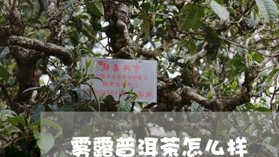 雾露普洱茶怎么样/2023033194958