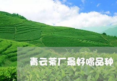 青云茶厂最好喝品种/2023032141808