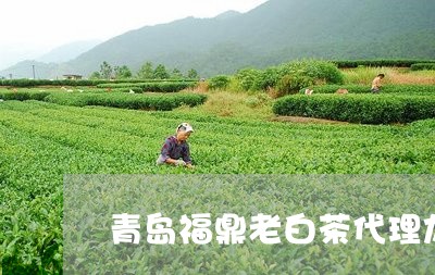 青岛福鼎老白茶代理加盟/2023032905270