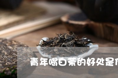 青年喝白茶的好处是什么/2023032994936