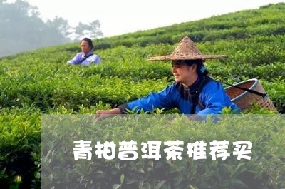 青柑普洱茶推荐买/2023041302825