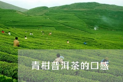 青柑普洱茶的口感/2023041204059