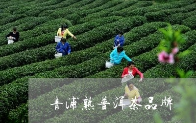 青浦熟普洱茶品牌/2023040998583