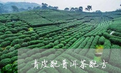 青皮配普洱茶配方/2023041137371